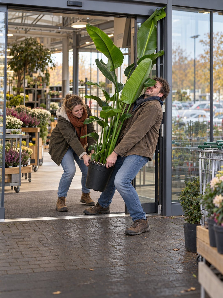 Twee mensen trekken een hoge Strelitzia door de schuifdeur van een tuincentrum naar buiten