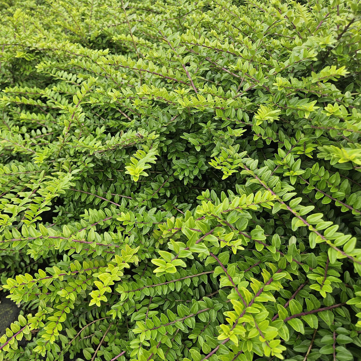 Struikkamperfoelie 'Maigrün' in de tuin