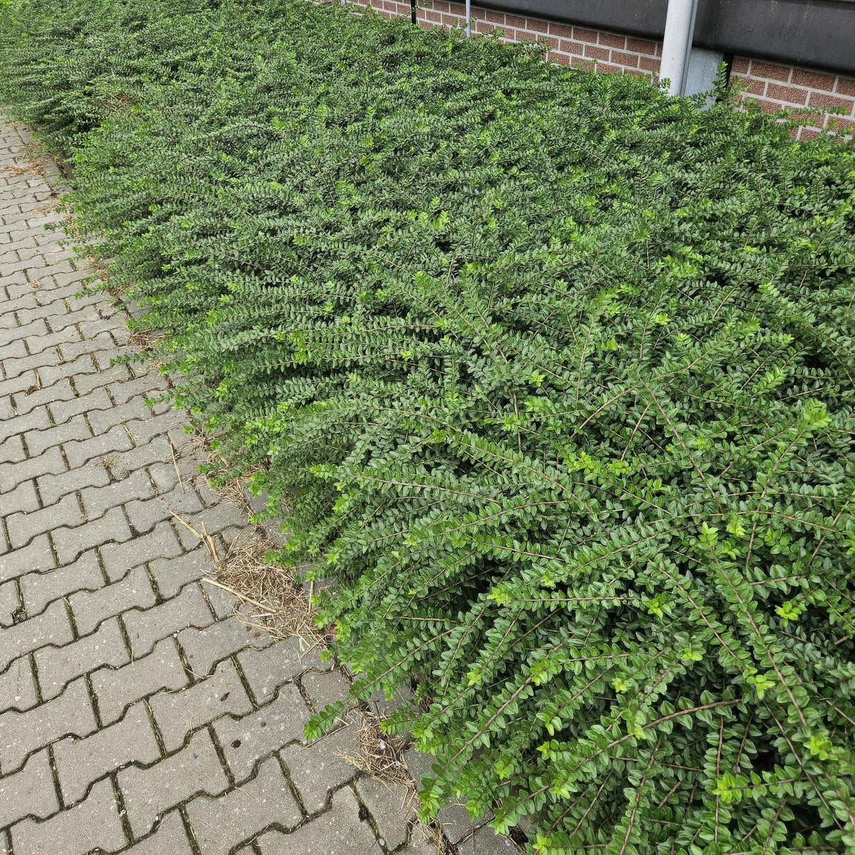 Struikkamperfoelie 'Maigrün' in de tuin