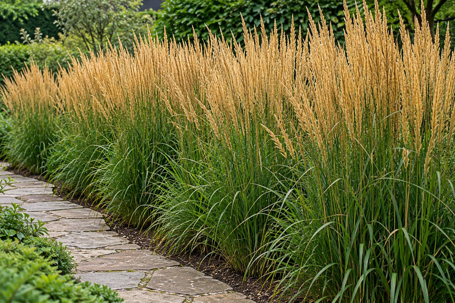 Rørhvene 'Karl Foerster' (Calamagrostis × acutiflora)