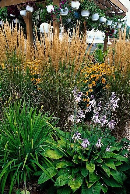 Calamagrostis × acutiflora 'Karl Foerster' i trädgården