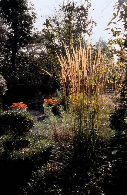 Calamagrostis × acutiflora 'Karl Foerster'
