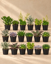 Succulenten mix (18 planten, pot ø8,5 cm)