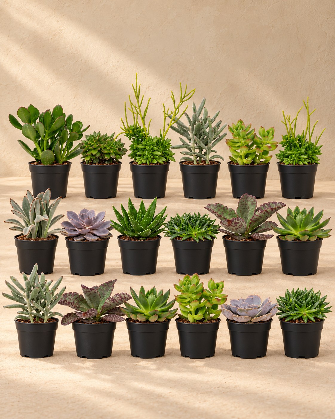 Succulenten mix (18 planten, pot ø8,5 cm)