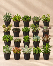 Succulenten mix 7 cm (20 planten, pot ø5,5 cm)