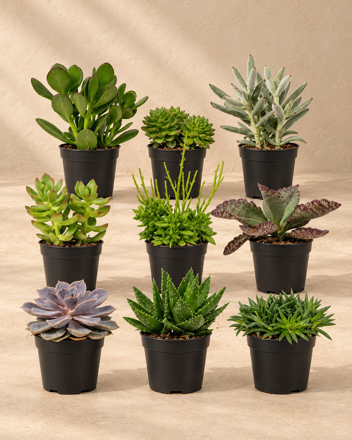 Succulenten mix 10 cm (9 planten, pot ø8,5 cm)