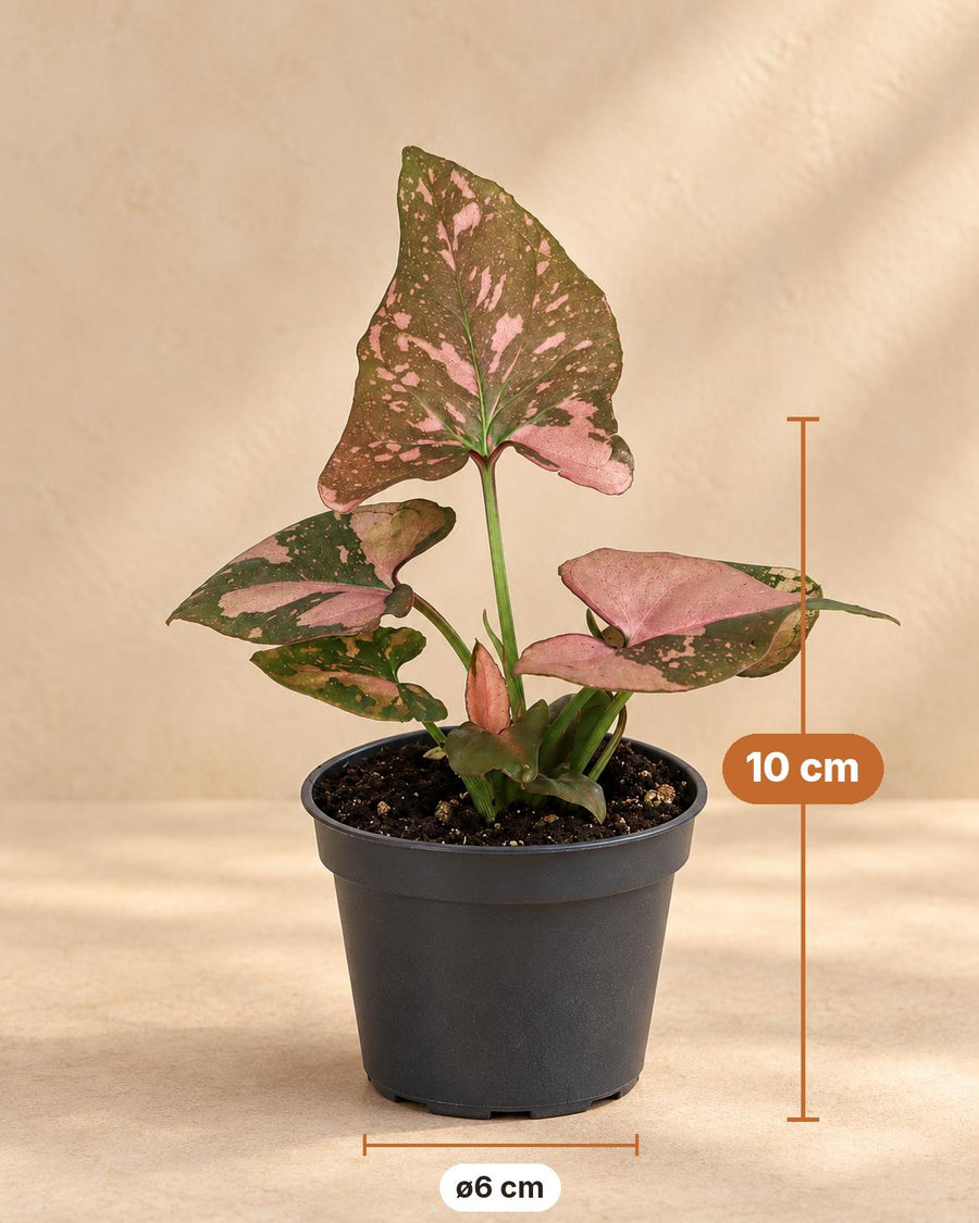 Zroślicha (Syngonium podophyllum 'Pink Splash') 10 cm wysokości, doniczka ø6 cm