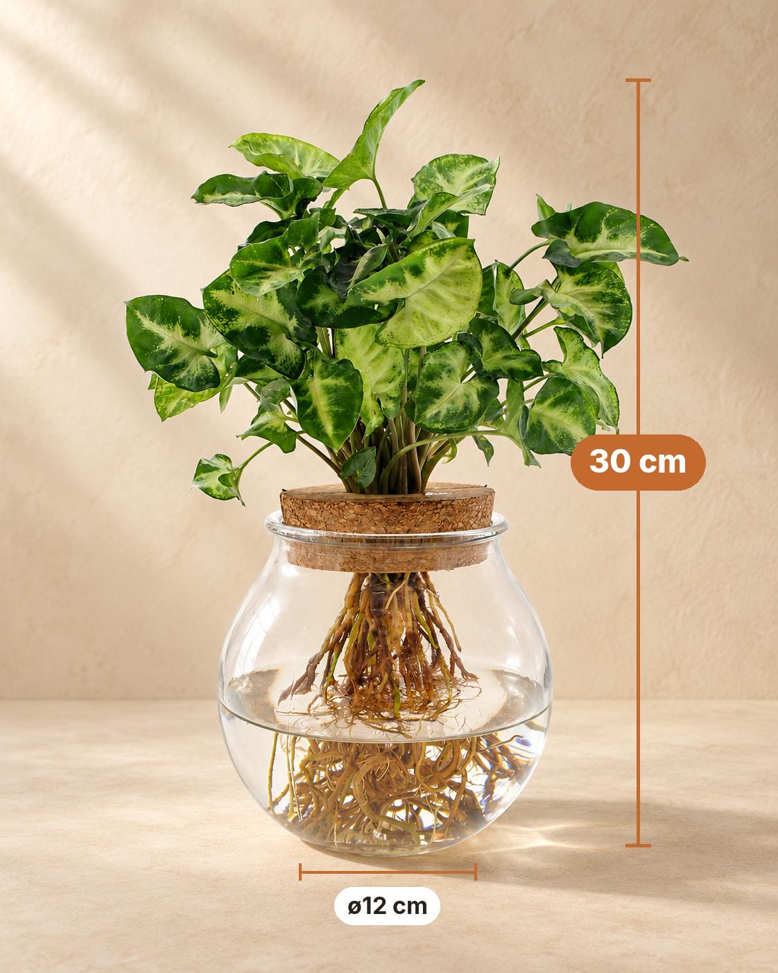 Pijlplant (Syngonium podophyllum 'Pixie'), 30 cm hoog, pot ø12 cm