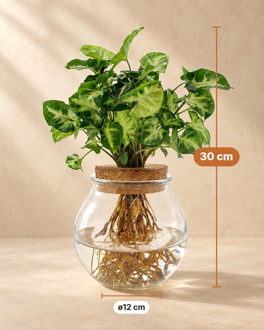 Pijlplant (Syngonium podophyllum 'Pixie') 30 cm hoog, pot ø12 cm