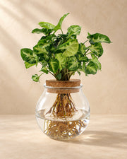 Pijlplant (Syngonium podophyllum 'Pixie')