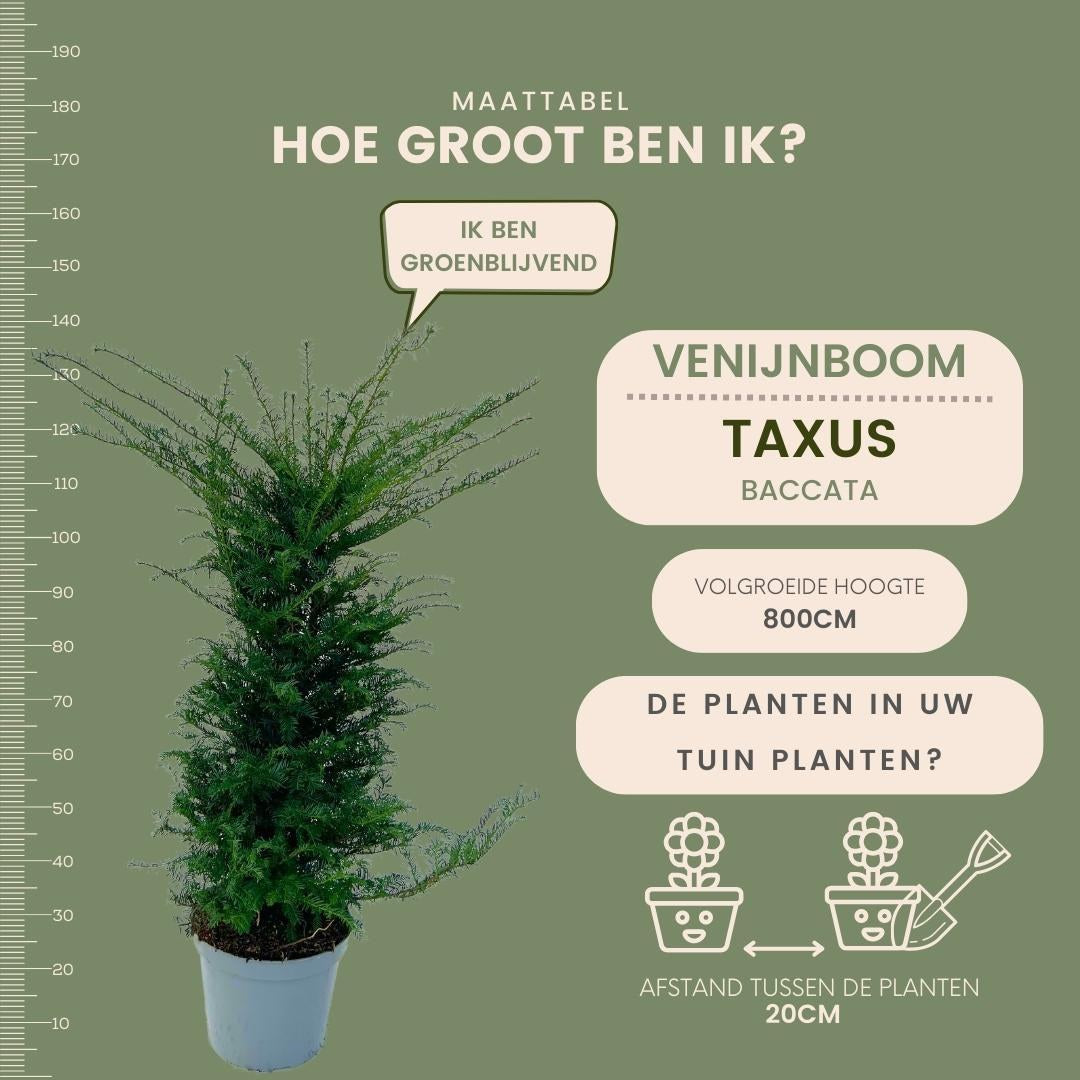Takshæk til 10 meter 100-125 cm høj, potte ø35 cm i haven
