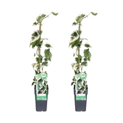 Hedera colchica Dentata Variegata