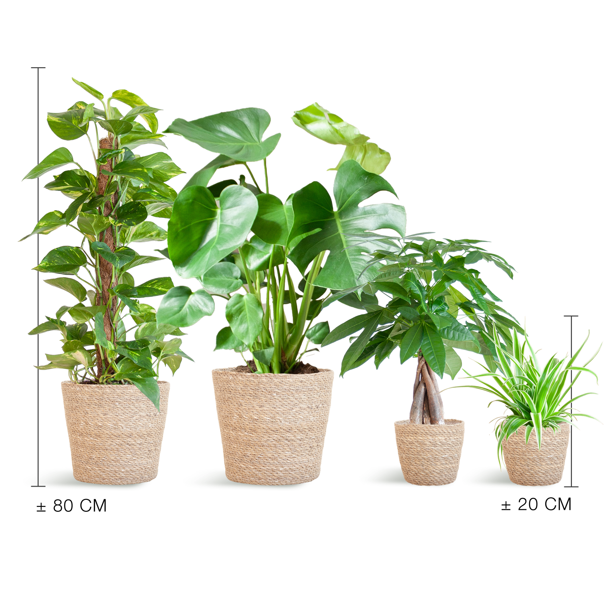 XXL Plantenbox met mand