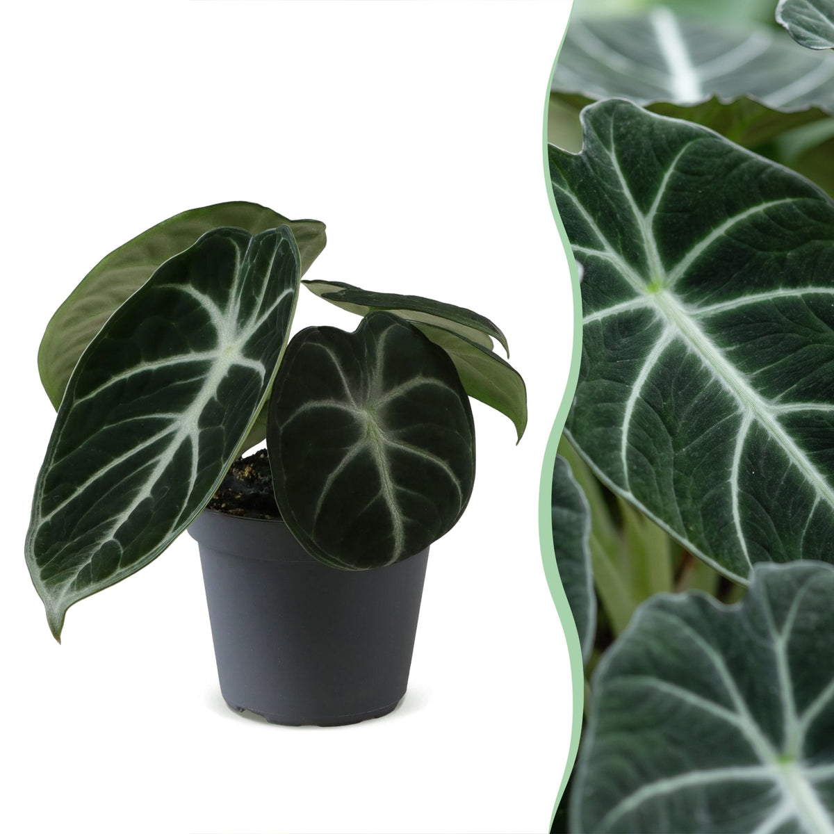 Alocasia 'Ninja'