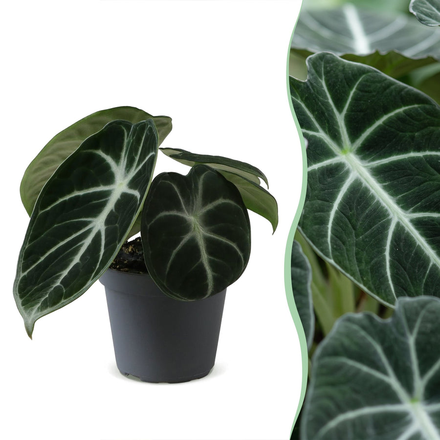 Ucho słonia (Alocasia 'Ninja') 10 cm wysokości, doniczka ø6 cm