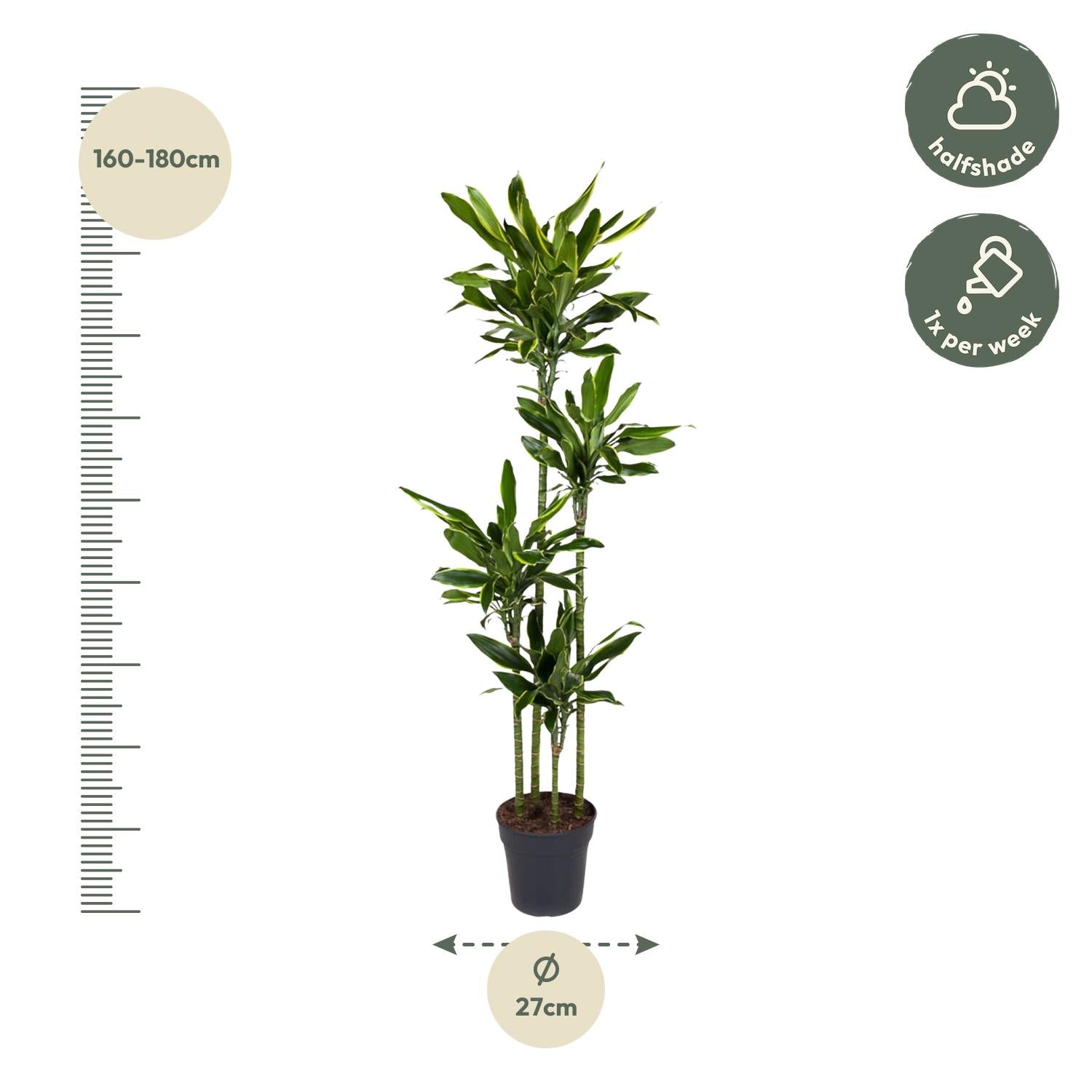 Dracaena Golden Coast (drakenbloedboom) 170 cm hoog, pot ø27 cm