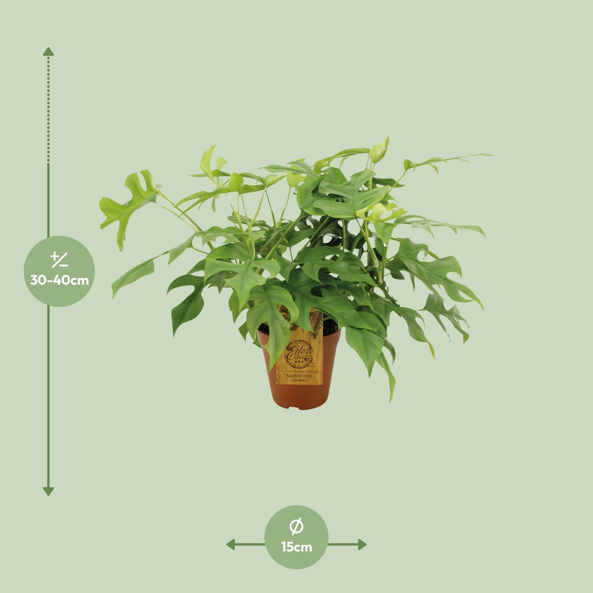 Mini monstera 40 cm tall, pot ø15 cm