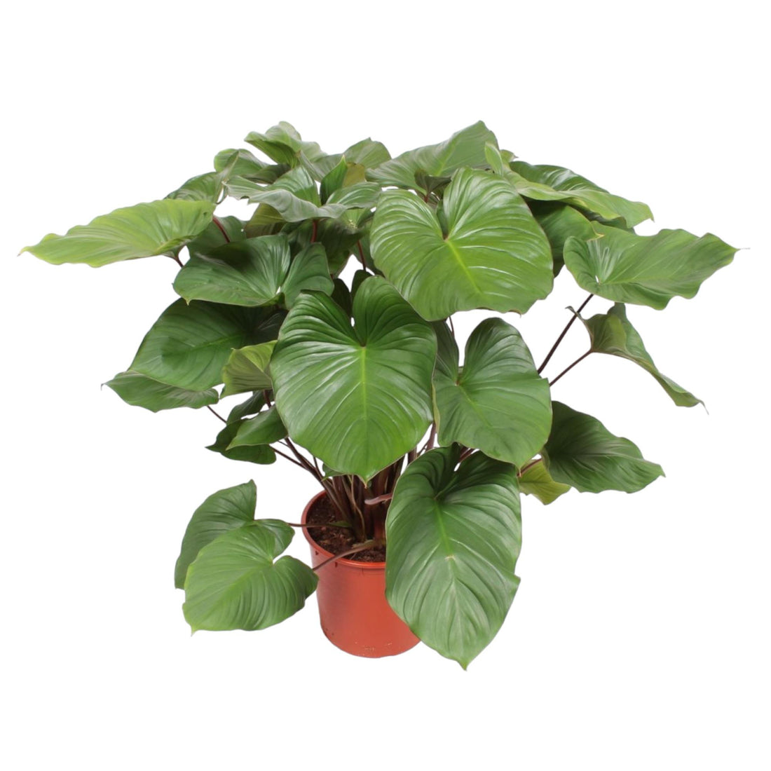 Homalomena Rubescens Maggy - 130 cm - ø34 - XXLplant