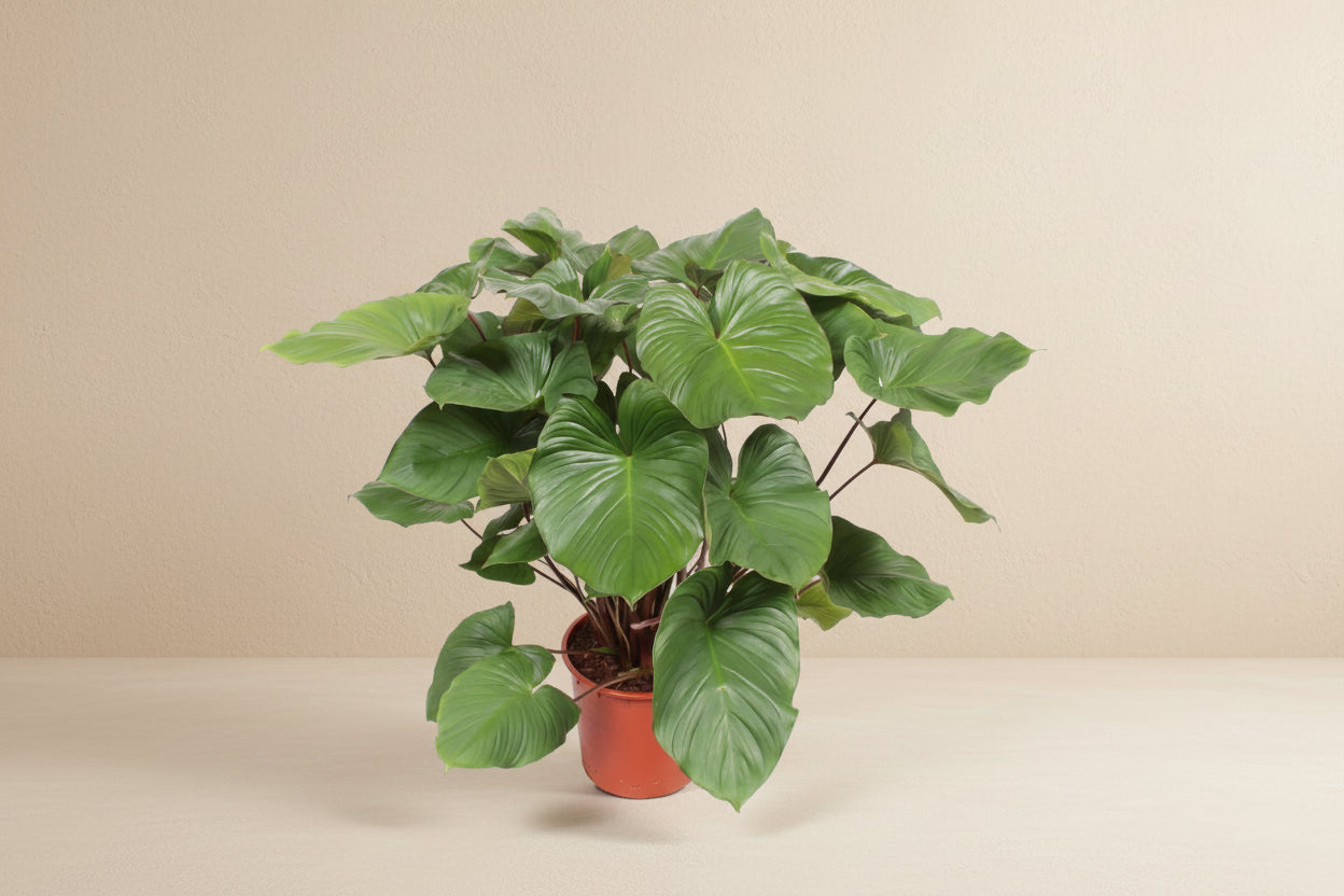 Homalomena Rubescens Maggy plant with large heart-shaped green leaves and reddish stems in a pot.