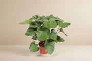 Homalomena rubescens Maggy på 100 cm — XXLplante