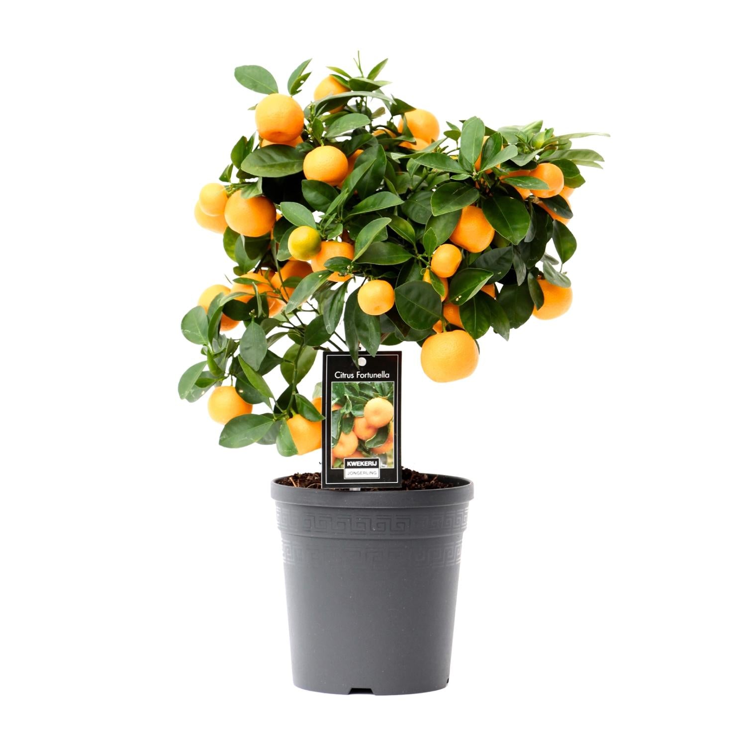 Calamondinboom (Citrus mitis) 40 cm hoog, pot ø15 cm