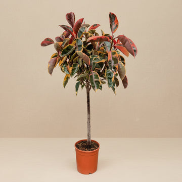 Gummitræ Belize på stamme (Ficus elastica) 130 cm høj, potte ø23 cm