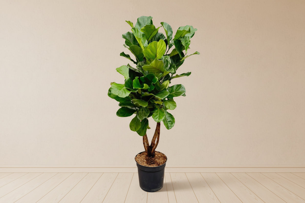 Ficus Lyrata vertakt XL - 190cm - ø32 - XXLplant