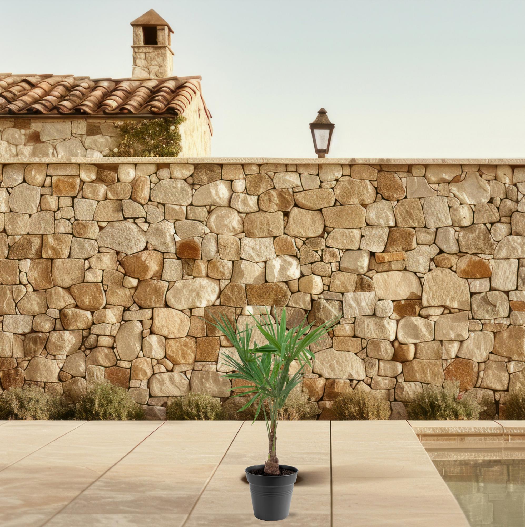 Trachycarpus Fortunei – 90–100 cm – Ø21