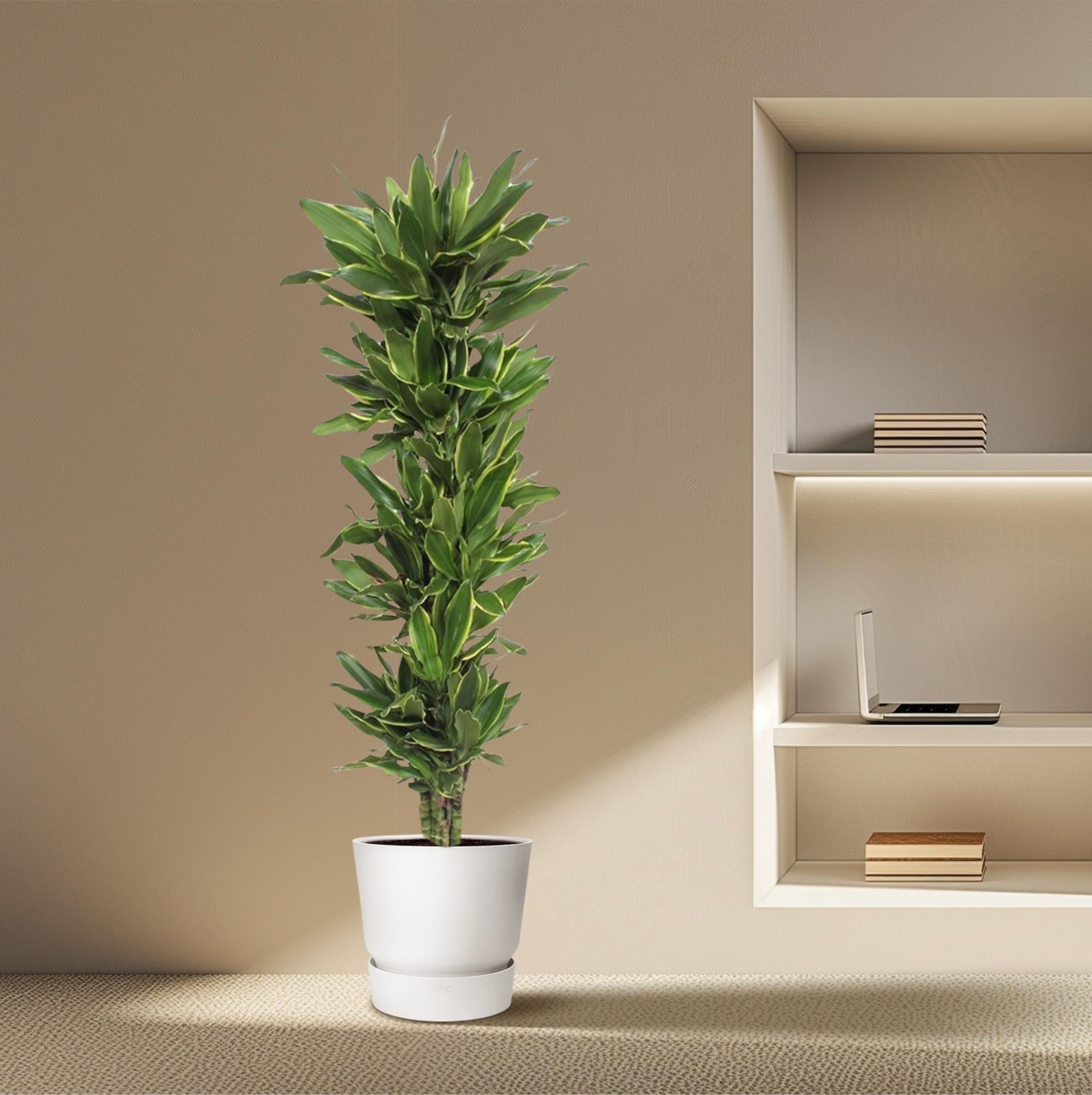 Dracaena Golden Coast (drakenbloedboom) 200 cm hoog, pot ø34 cm