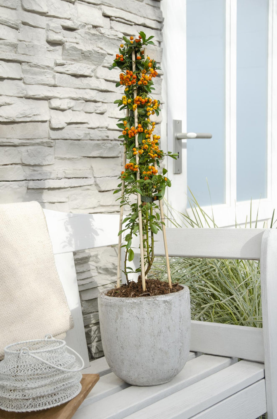Buisson ardent 'Orange Glow' (Pyracantha), 4 plantes de 65 cm