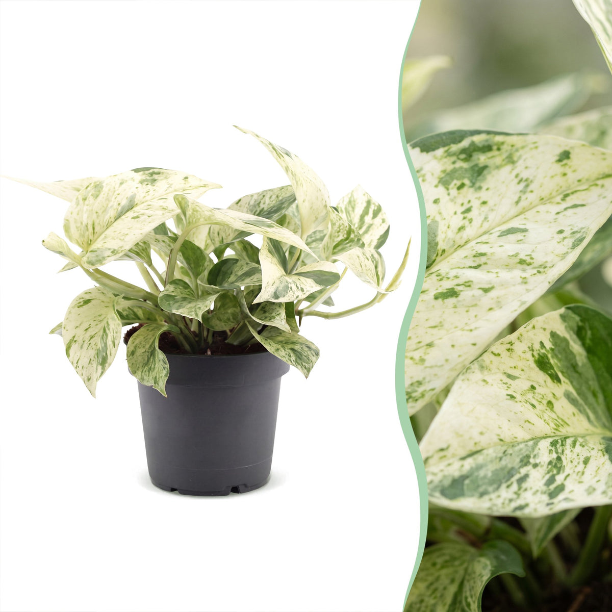 Scindapsus (Epipremnum 'Snow Leopard')