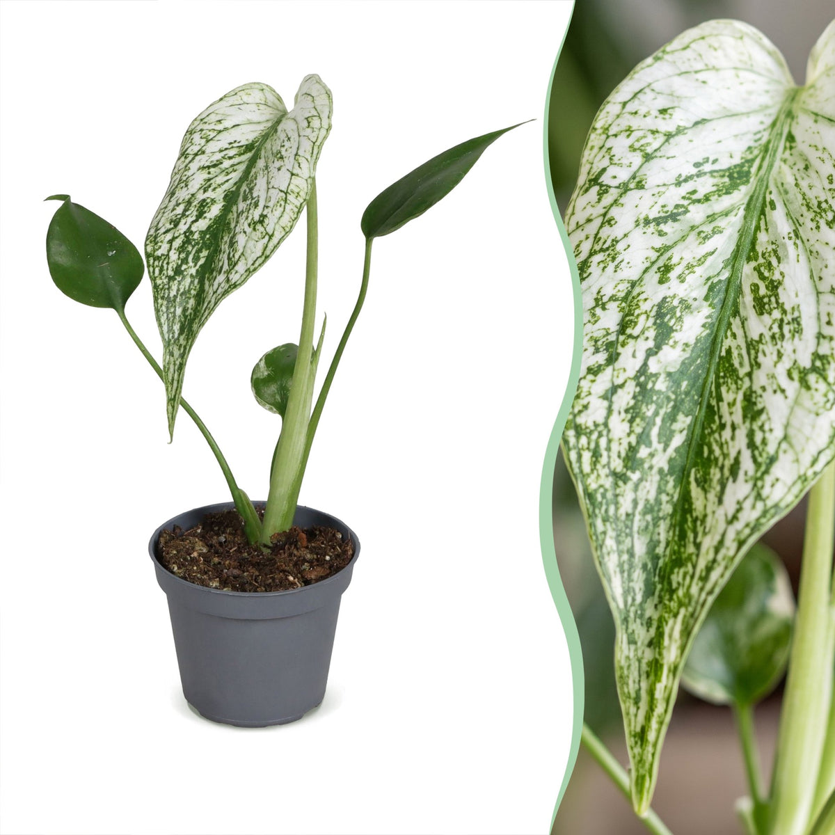 Monstera 'Devil Monster' 18 cm høj, potte ø6 cm