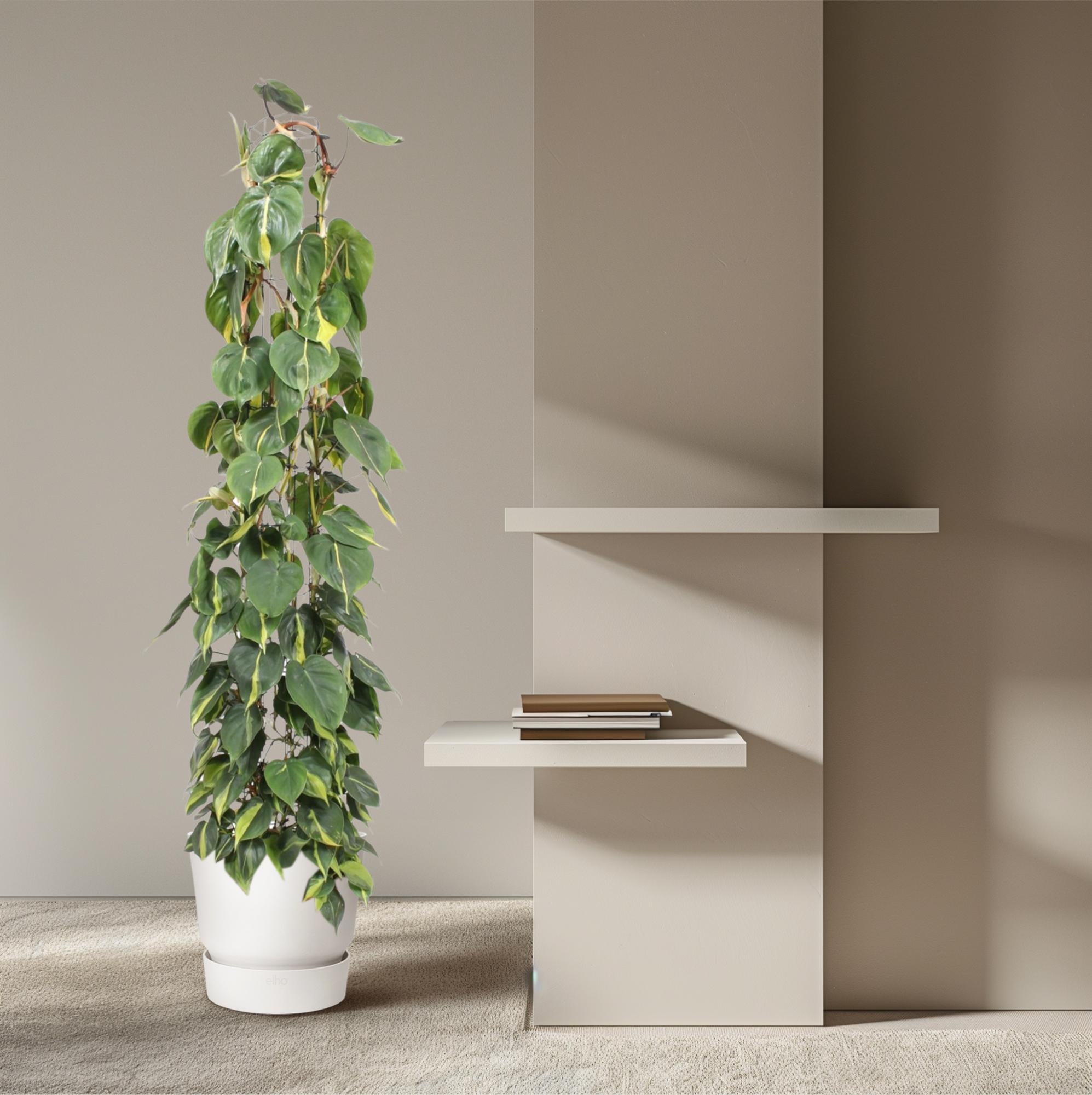 Philodendron scandens Brasil aan gaasrek 160 cm hoog, pot ø27 cm