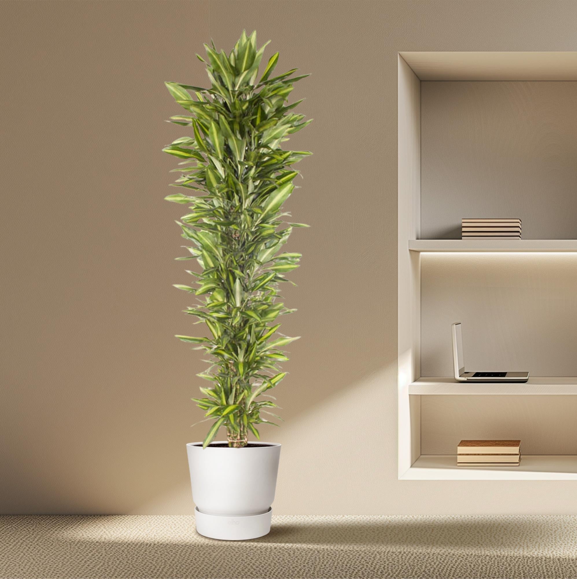 Dracaena Cintho vertakt (drakenbloedboom) 210 cm hoog, pot ø40 cm