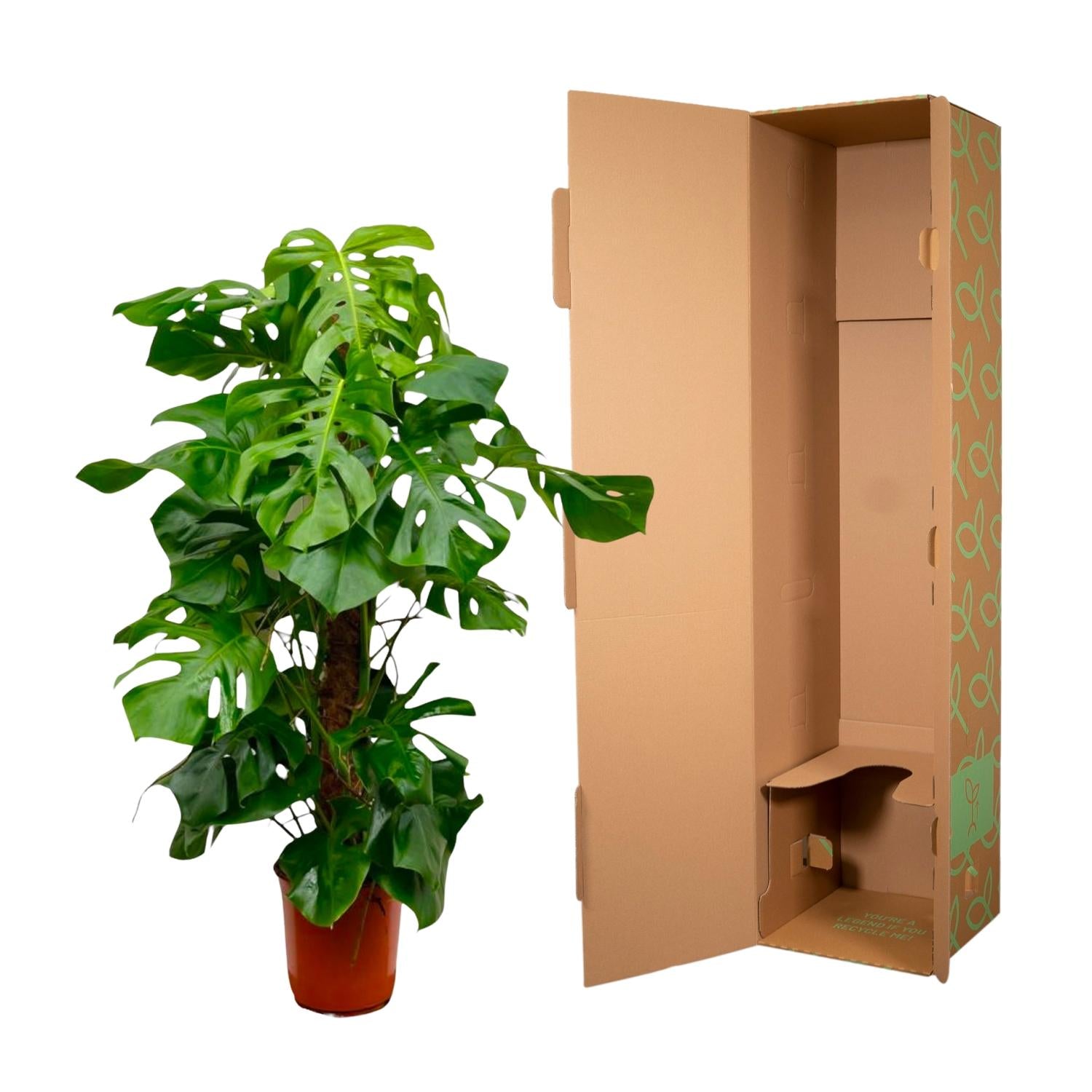 Monstera Deliciosa XXL - 150cm - ⌀27 - XXLplant