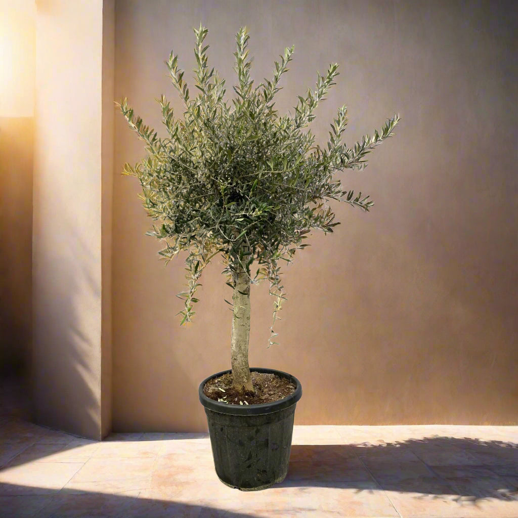Olea Lorc olive tree with slender trunk and grey-green leaves in a pot.