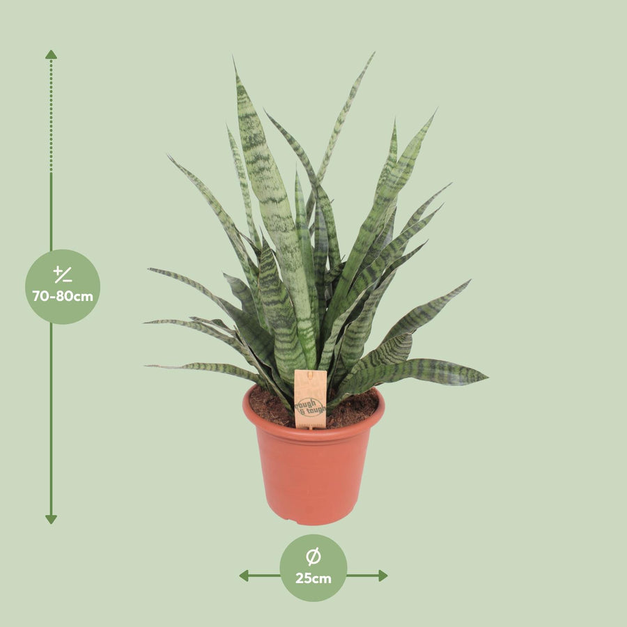 Bogenhanf (Sansevieria 'Diamond Green') 80 cm hoch, Topf ø25 cm