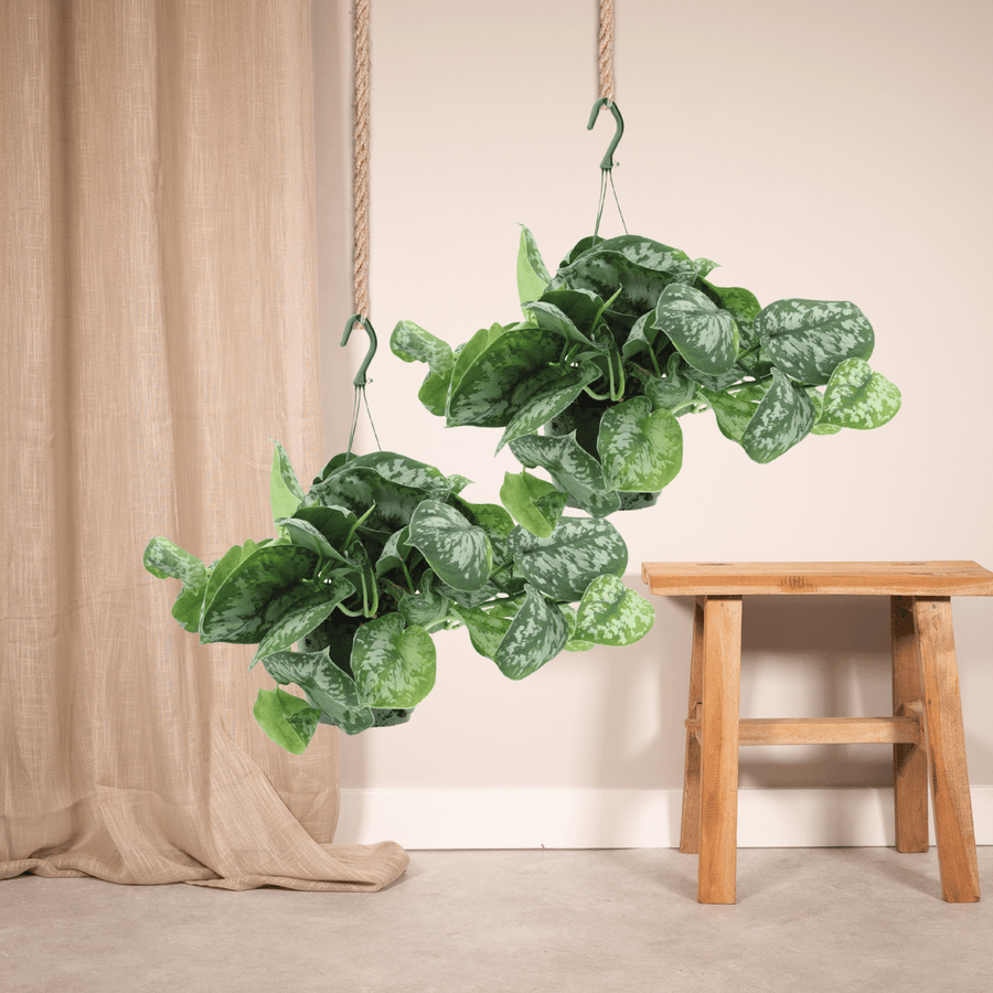 Scindapsus pictus 'Trebie' (2 Pflanzen, Topf ø15 cm)