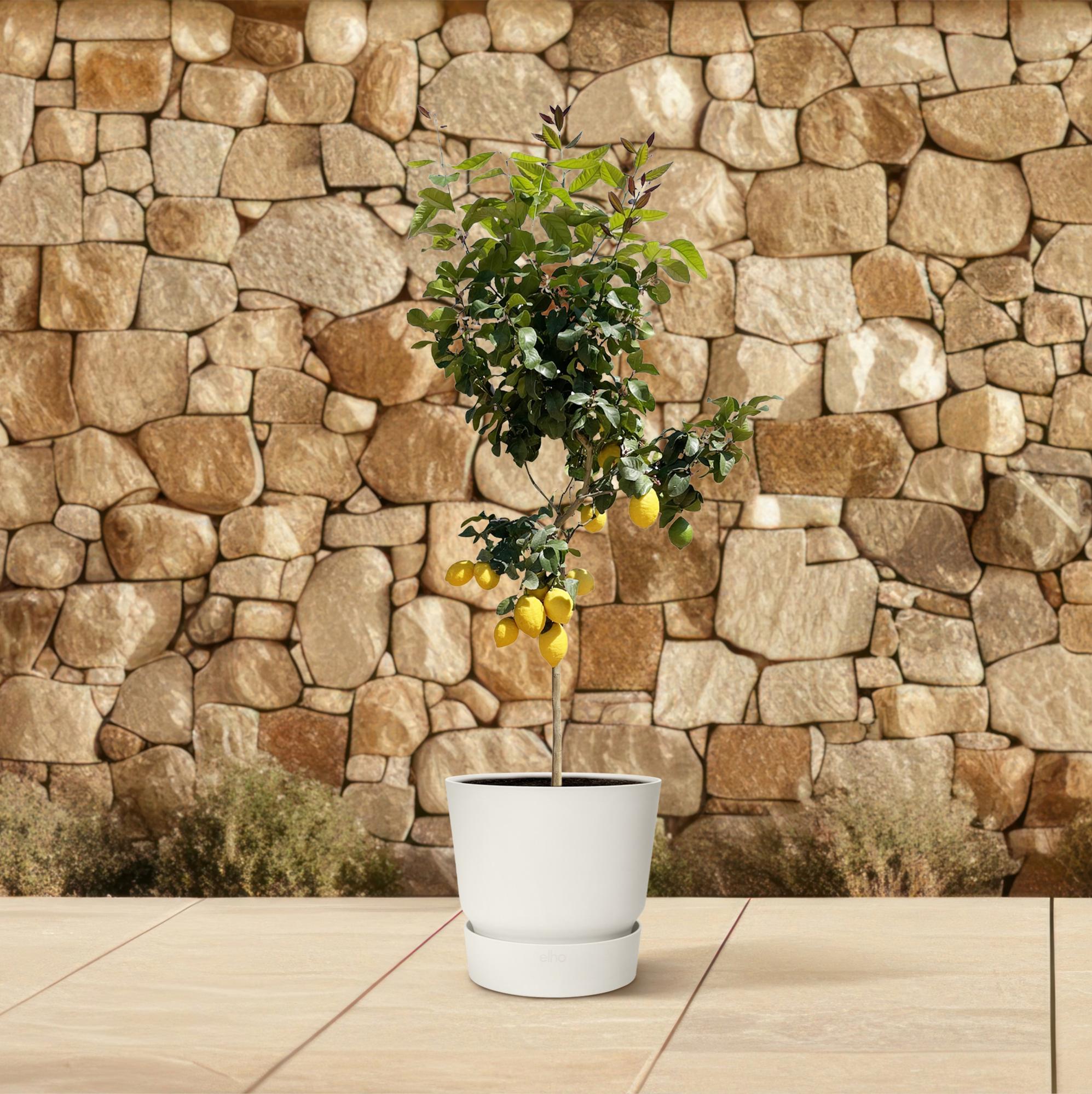 Citroenboom (Citrus limon) 140 cm hoog, pot ø24 cm