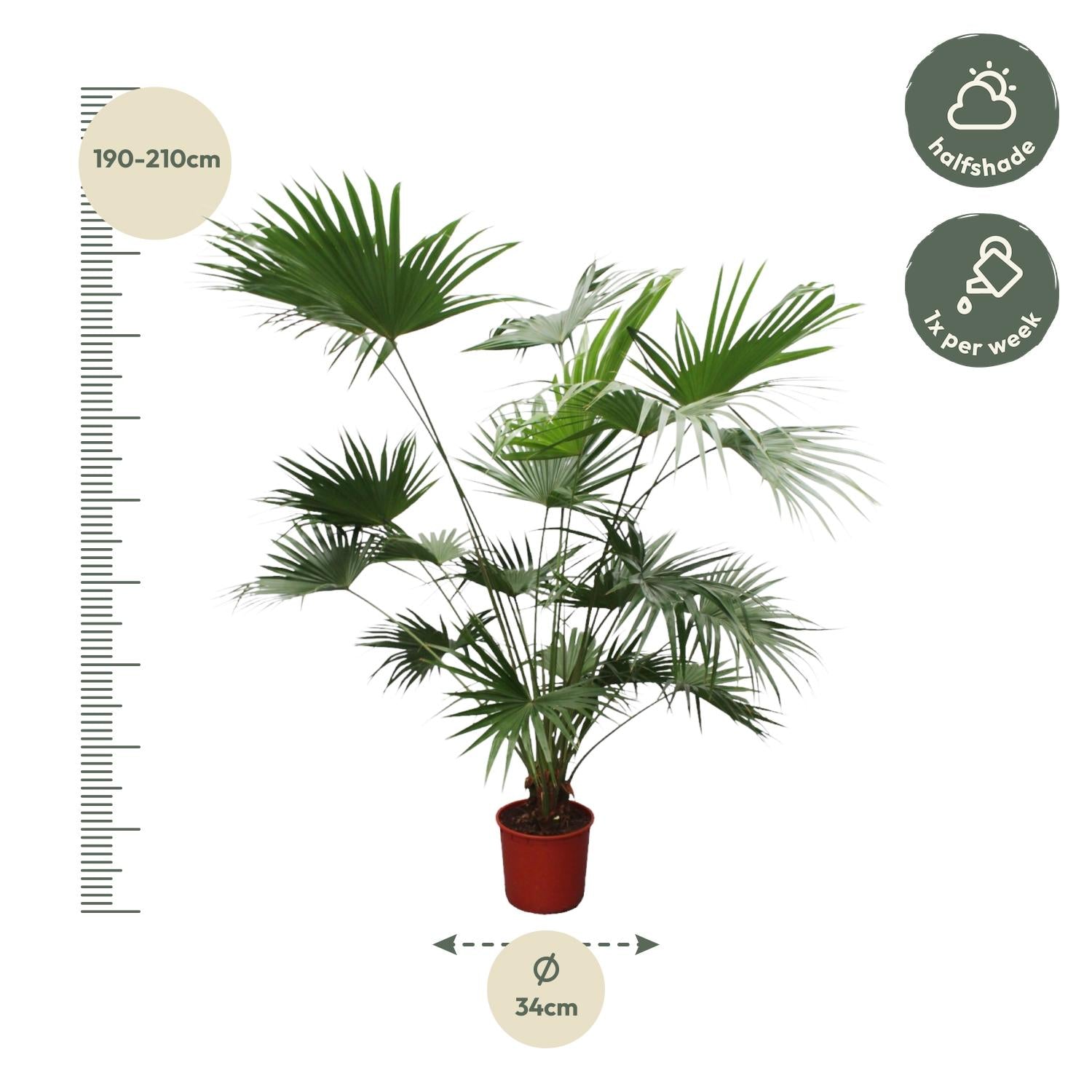 Livistona Chinensis - XXLplant