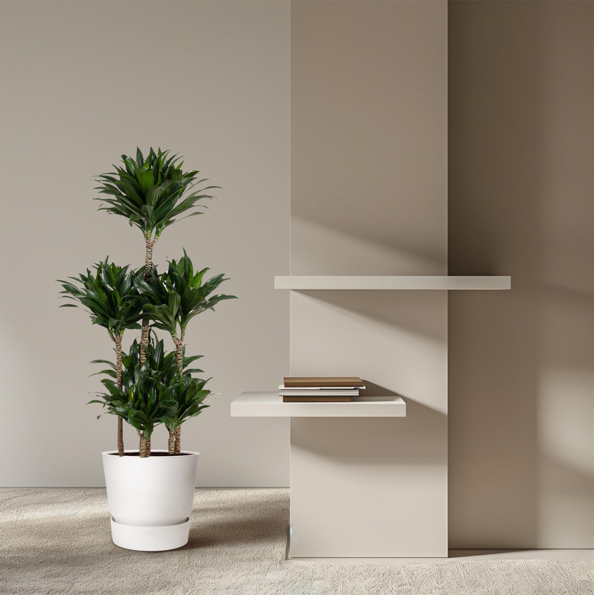 Dracaena Compacta Carrousel (drakenbloedboom) 130 cm hoog, pot ø31 cm