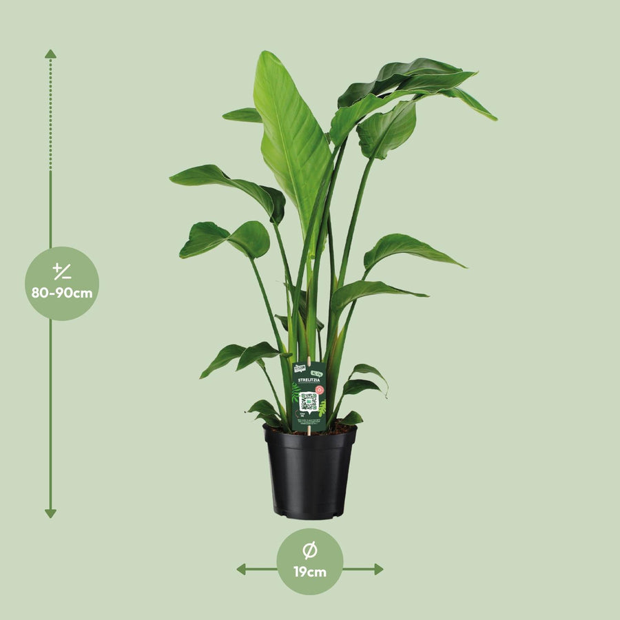 Witte paradijsvogelplant (Strelitzia nicolai) 90 cm hoog, pot ø19 cm