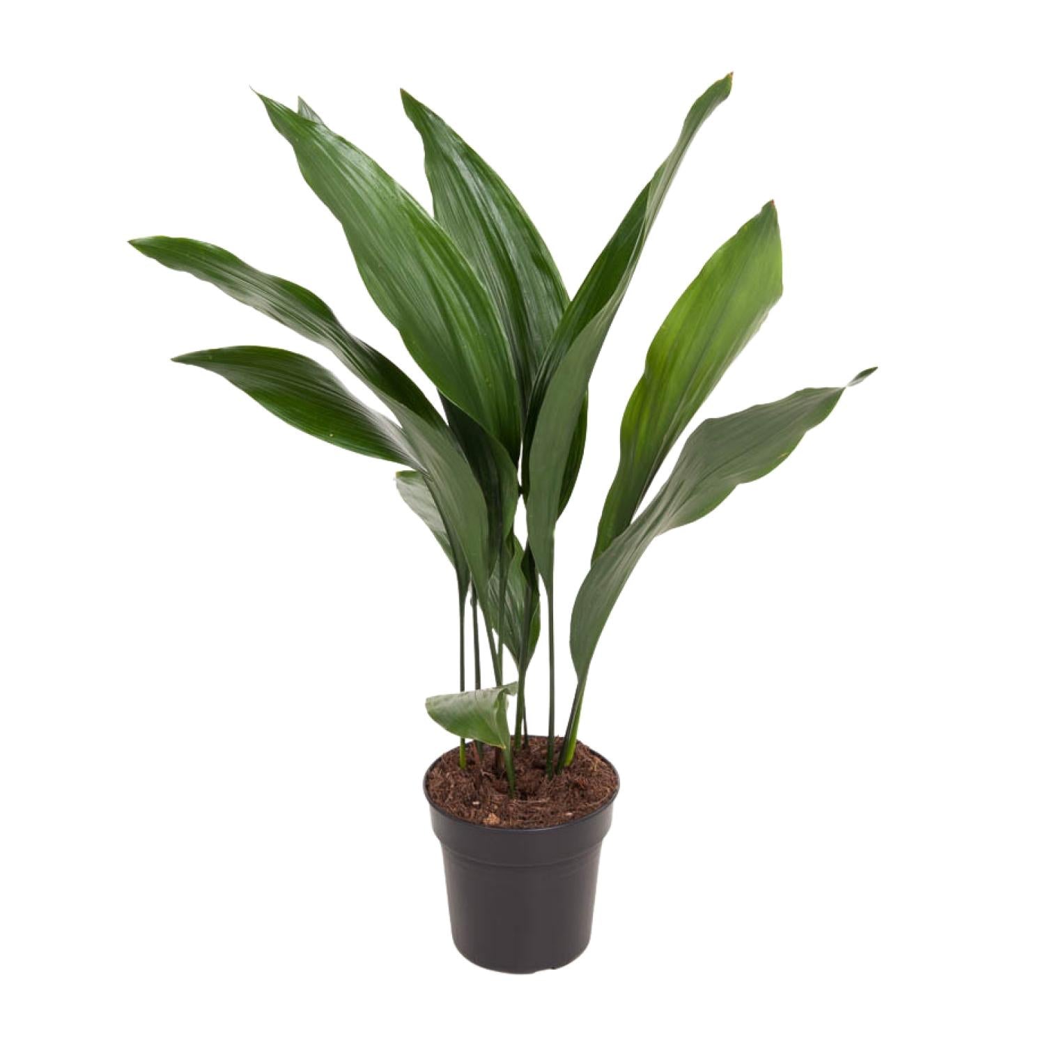 Aspidistra elatior (slagersplant) 70 cm hoog, pot ø17 cm