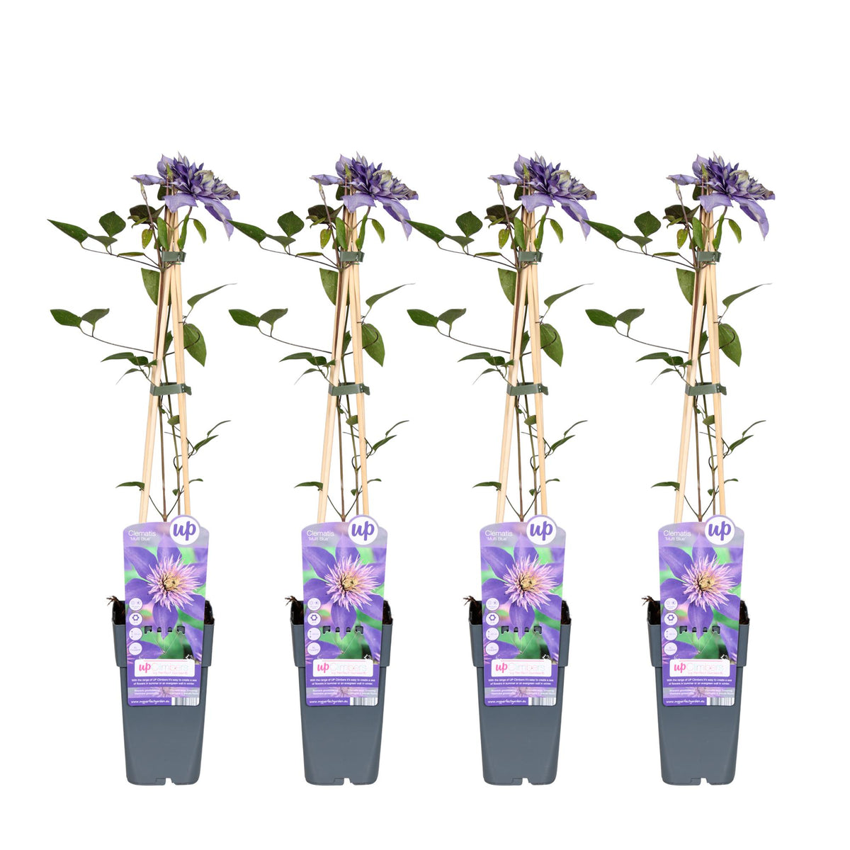 Clematide 'Multi Blue' , 4 piante di 65 cm