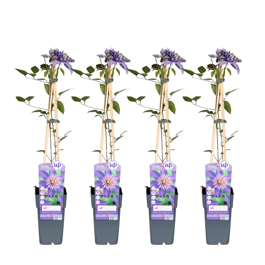Clematide 'Multi Blue' (Clematis), 4 piante di 65 cm