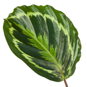 Calathea Medallion Ø 80cm - ø24