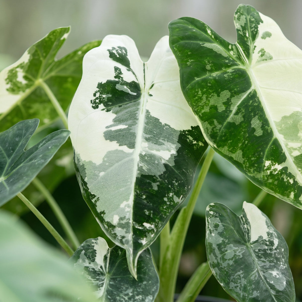 Alocasia micholitziana 'Frydek Variegata' 12 cm hoch, Topf ø6 cm