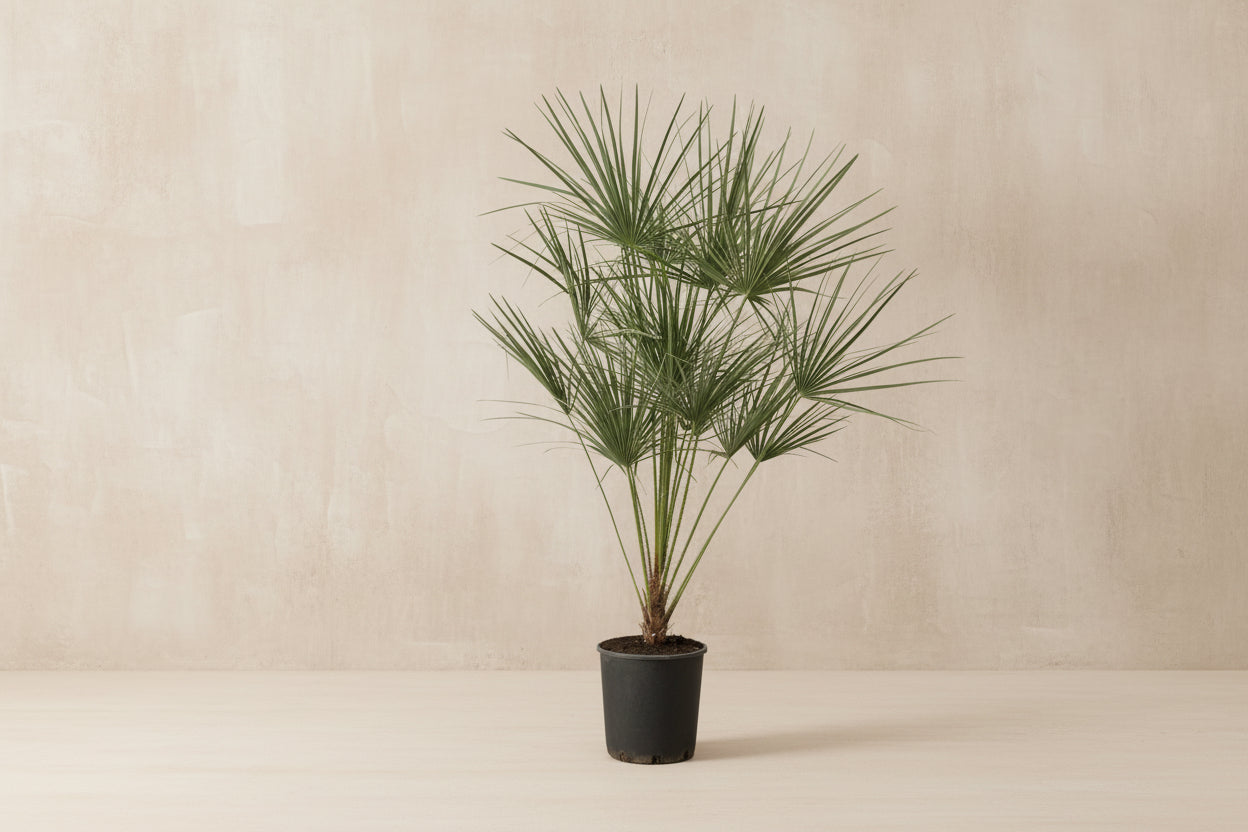 Chamaerops Humilis op stam - 160 cm - Ø24cm