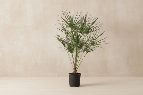 Chamaerops humilis (dværgpalme) på stamme 160 cm høj, potte ø24 cm