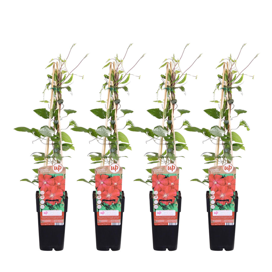 Klematis 'Rouge Cardinal' (Clematis), 4 planter på 65 cm